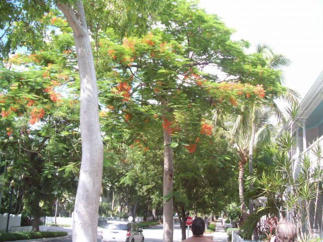 A beautiful shady street with palm trees and flowering trees in Key West. Picture