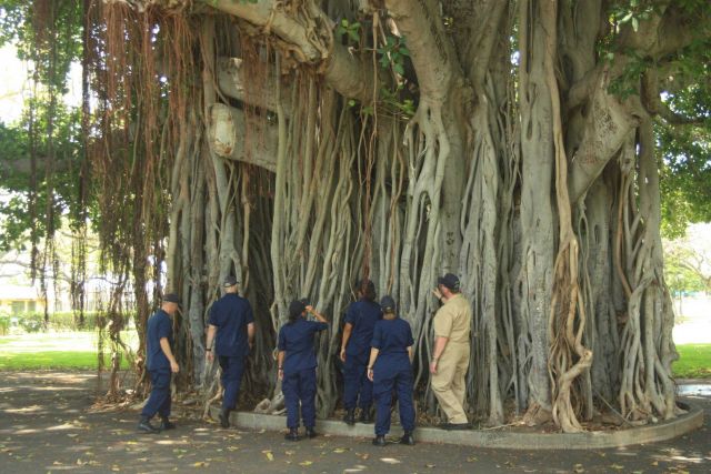 The historic banyan tree is all that remains of the Nob Hill Bachelor Officer's Quarters at Pearl Harbor Picture