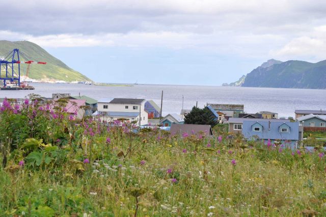 Looking over a field of wildflowers to a residential district of Dutch Harbor. Picture