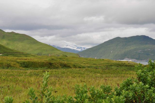 Looking across a meadow to the mountains of Unalaska Island. Picture