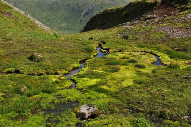 Moss and grass about a small spring in the high hills of Unalaska Island. Picture