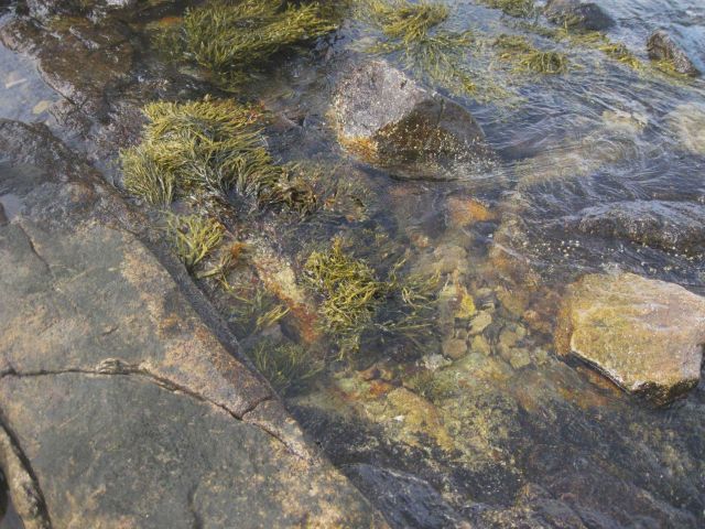 Seaweed at Bluff Point State Park. Picture