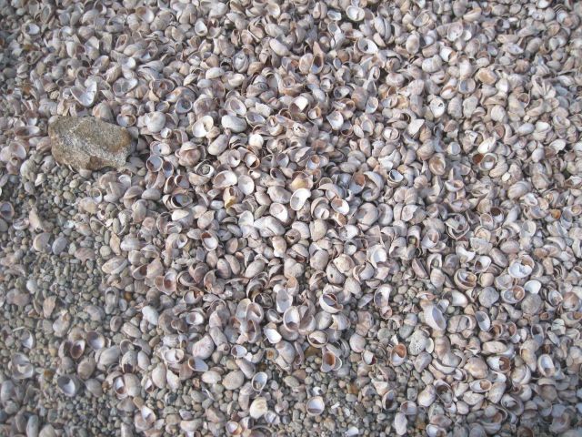 Shells sifted out and lighter than the underlying pea gravel at Bluff Point State Park. Picture