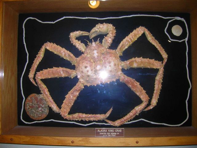 An Alaska king crab mounted and displayed at the Kodiak airport. Picture