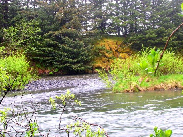 A moss-covered river bank. Picture