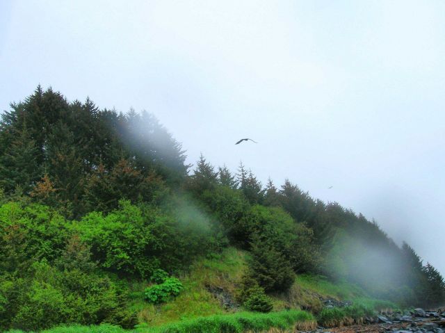 An eagle captured in flight over a Kodiak beach Picture