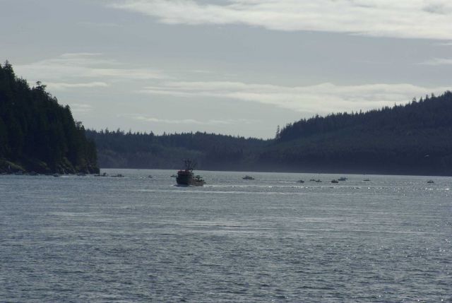 A commercial trawler and numerous recreational fishing vessels in Discovery Channel, British Columbia. Picture