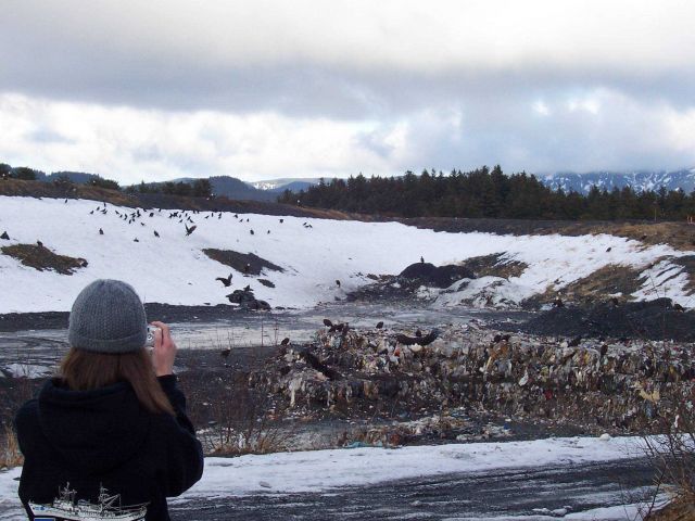 Eagles scavenging the dump at Kodiak. Picture
