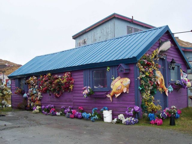 Cheering color in what can be a drab and gray landscape in the Aleutian winter. Picture