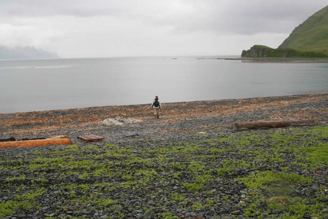 Kelp and flotsam on a Dutch Harbor cobble beach Picture