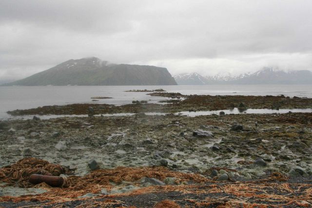 Kelp and tide pools Picture