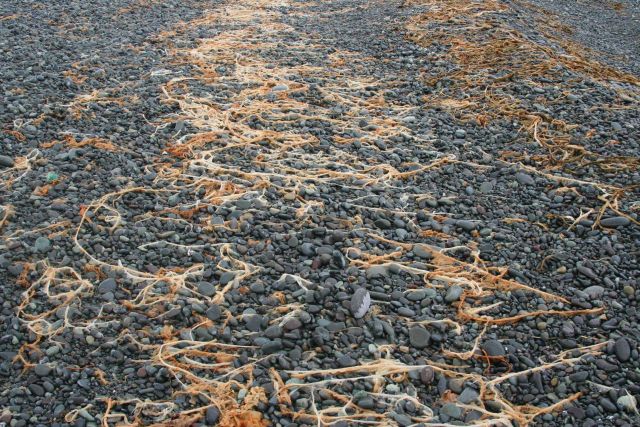 Kelp laid out in seemingly orderly patterns along an Aleutian cobble beach. Picture