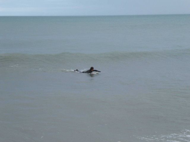 Let's go surfing now - not quite what the Beach Boys had in mind Picture