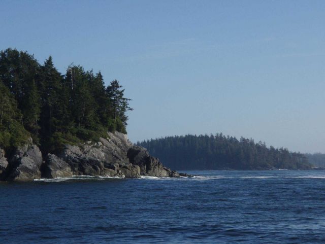 Evergreens coming almost to the sea on the shores of Kodiak Island. Picture