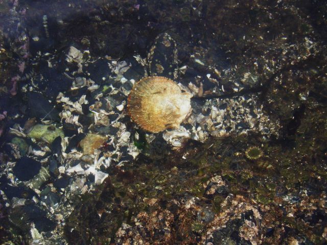 Tide-pooling at Dutch Harbor. Picture