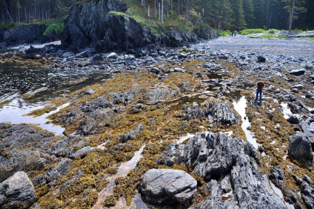 Low tide along the Kodiak coastline. Picture