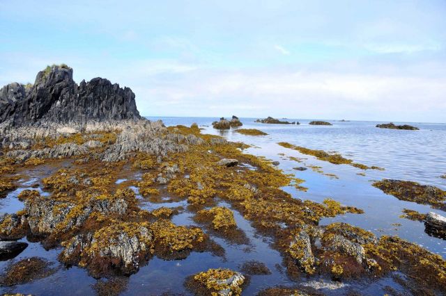 Low tide along the Kodiak coastline. Picture