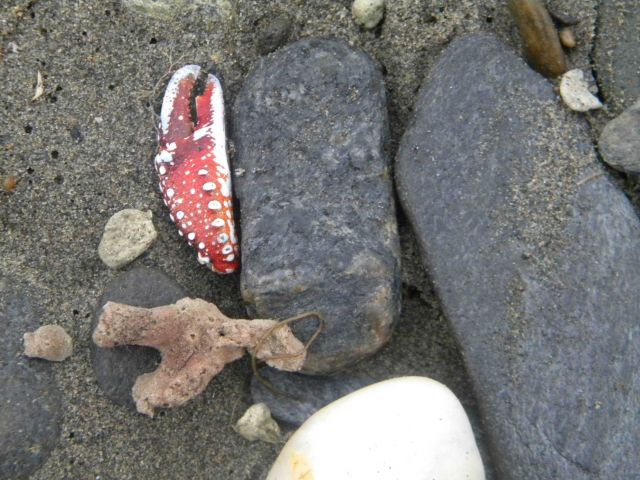 Sponge, crab claw and cobbles on the beach at Nome. Picture