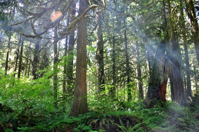 Rain forest on the Olympic Peninsula Picture