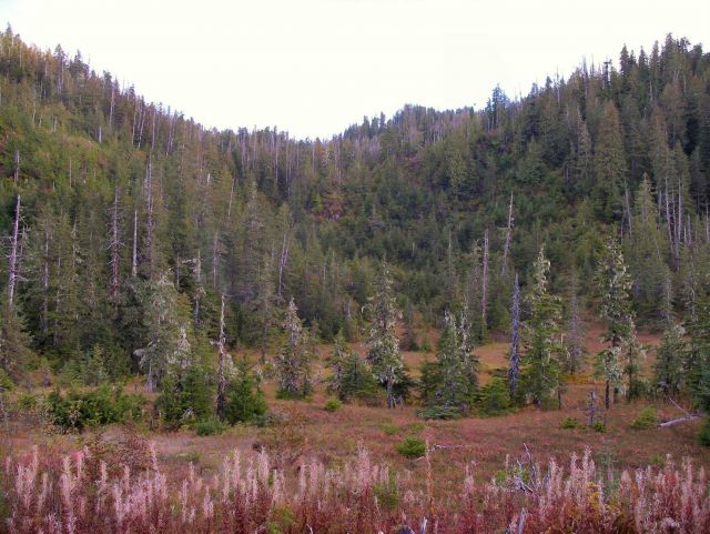 Brown Mountain area. Picture