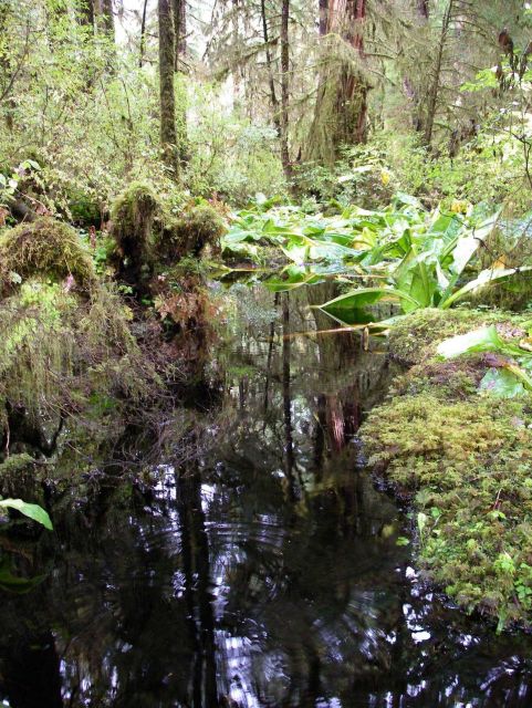Lunch Creek area near Ketchikan. Picture