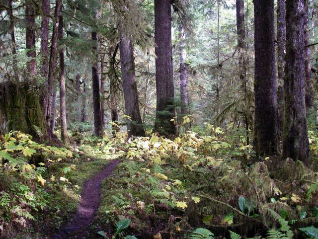 A trail through the woods in the Lunch Creek area of Ketchikan. Picture