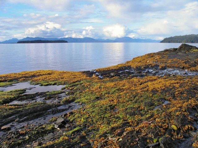 Low tide at Settlers Cove in the Ketchikan area. Picture