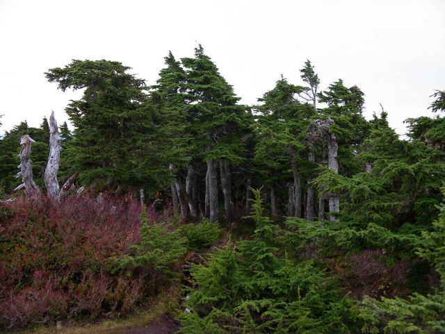 Picturesque wind-stunted trees near the coast in the Ketchikan area. Picture