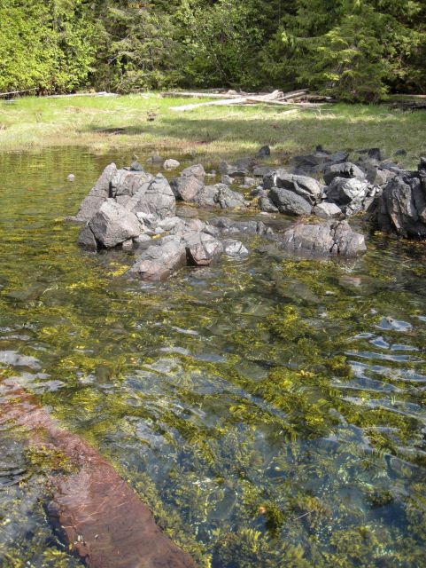 Seaweed waving in a shallow Ernest Sound tidepool. Picture