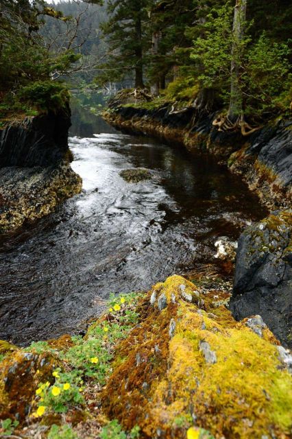 Seldevoe Lagoon on Spruce Island at low tide. Picture
