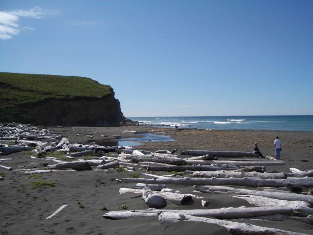 Large logs mark upper limit of storm surf at Fossil Beach. Picture