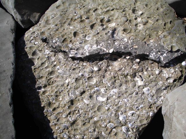 A fossiliferous rock found at Fossil Beach with numerous petrified bivalves. Picture