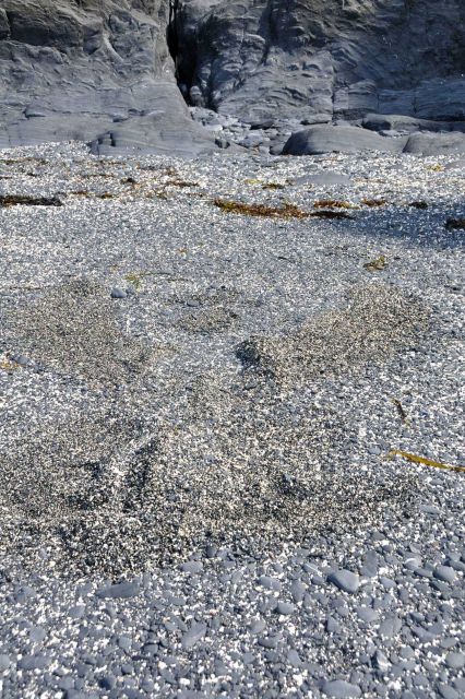 Intermixed gray and white rock fragments rounded by the action of surf on a Kodiak beach Picture