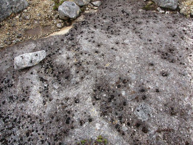 Like randomly tossed blobs of oil, black lichens have colonized an exposed Little Koniuji Island rock outcrop Picture