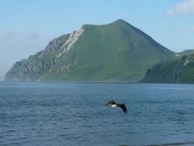 An eagle flying away in the vicinity of Dutch Harbor. Picture