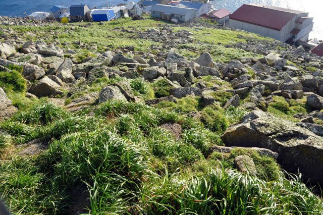 Grasses, rocks, houses and water - Little Diomede Island, Alaska Picture