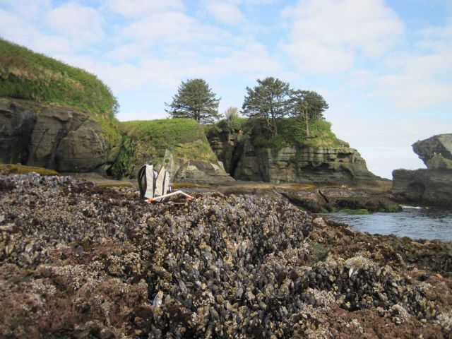 Trees and plants near the shore. Picture