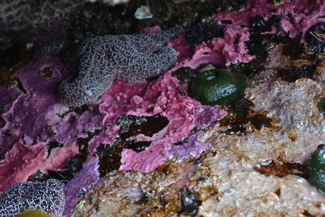 Fauna on American Coastline Picture