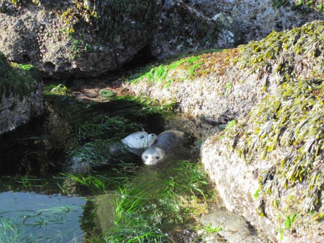 Two animals in water. Picture