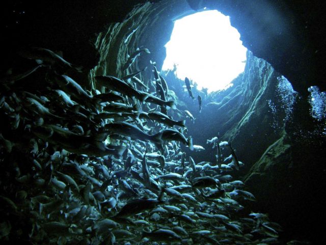 Fishes in a tunnel with the light coming through. Picture