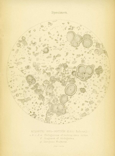 An early example of a microscopic examination of ocean bottom sediment Picture