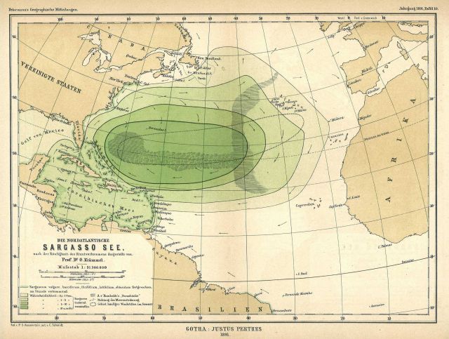 The Sargasso Sea by Professor Dr Picture