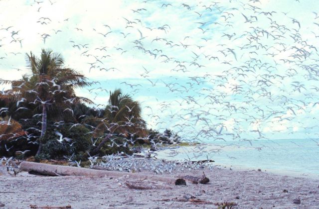 A tern rookery on Helens Reef. Picture