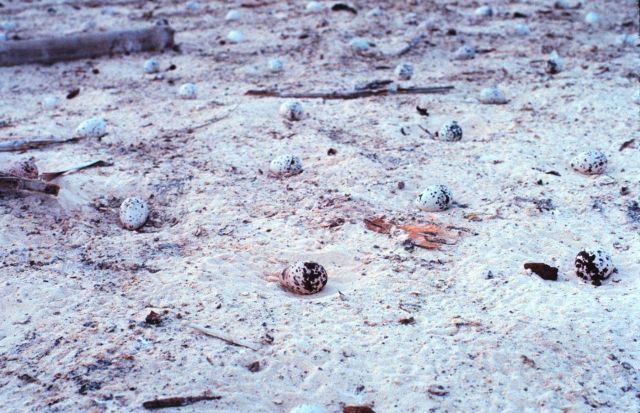 Evenly spaced tern eggs on Helens Reef Island nesting ground. Picture