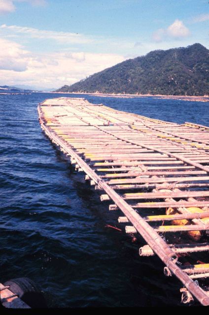 Bamboo oyster-culture rafts for Japanese oyster Crassotrea gigas Picture