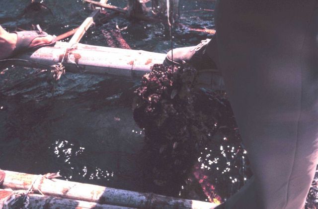 Bamboo oyster-culture rafts for Japanese oyster Crassotrea gigas Picture