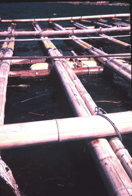 Bamboo oyster-culture rafts for Japanese oyster Crassotrea gigas Picture