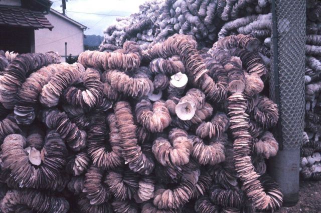 Bamboo oyster-culture rafts for Japanese oyster Crassotrea gigas Picture