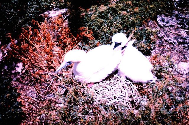 A species of booby nesting - adult with chick Picture