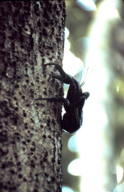 Coconut crab climbing tree Picture